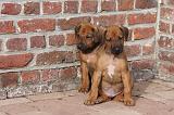 RODESIAN RIDGEBACK 184